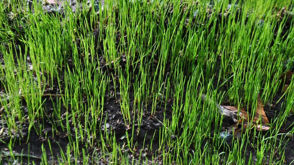 Check the seed label to ensure you are getting good varieties of bluegrass or tall fescue. No other grass species will tolerate our local conditions.