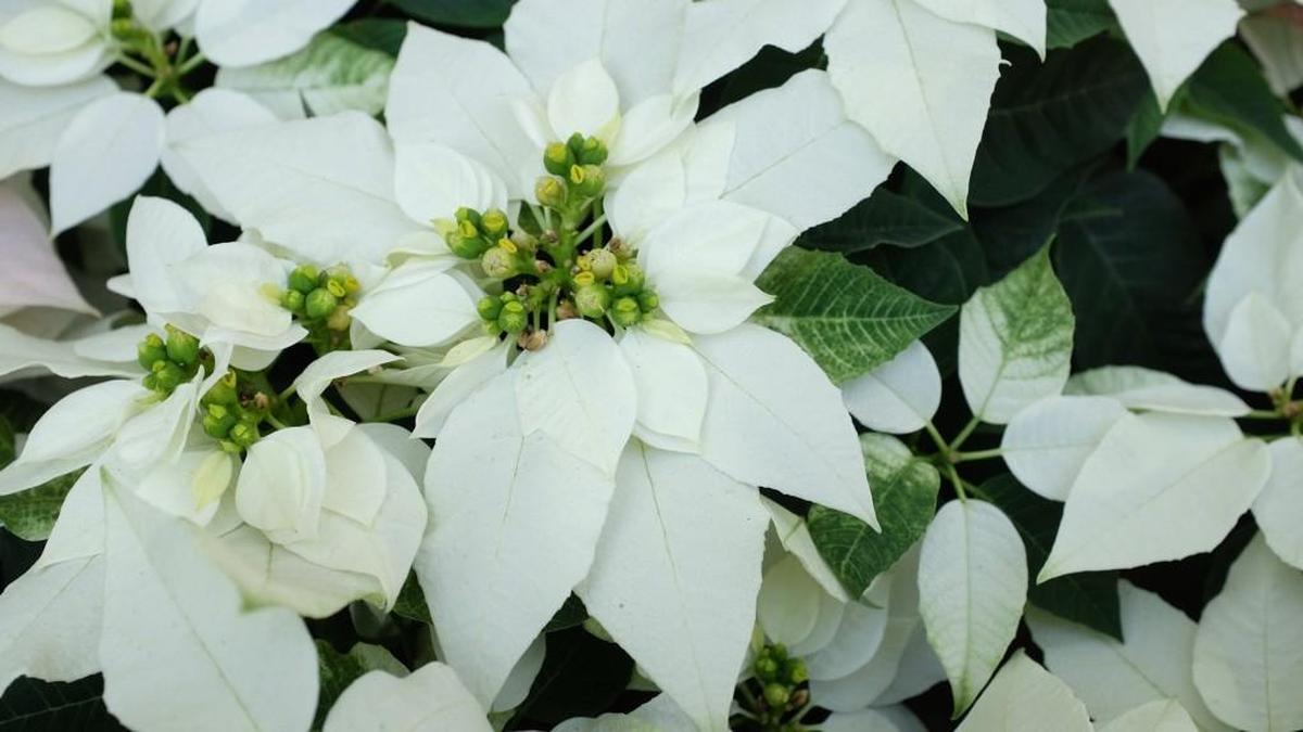 Poinsettia breeders have tried for years to achieve the clear bone white of the new Princettia Pure White.