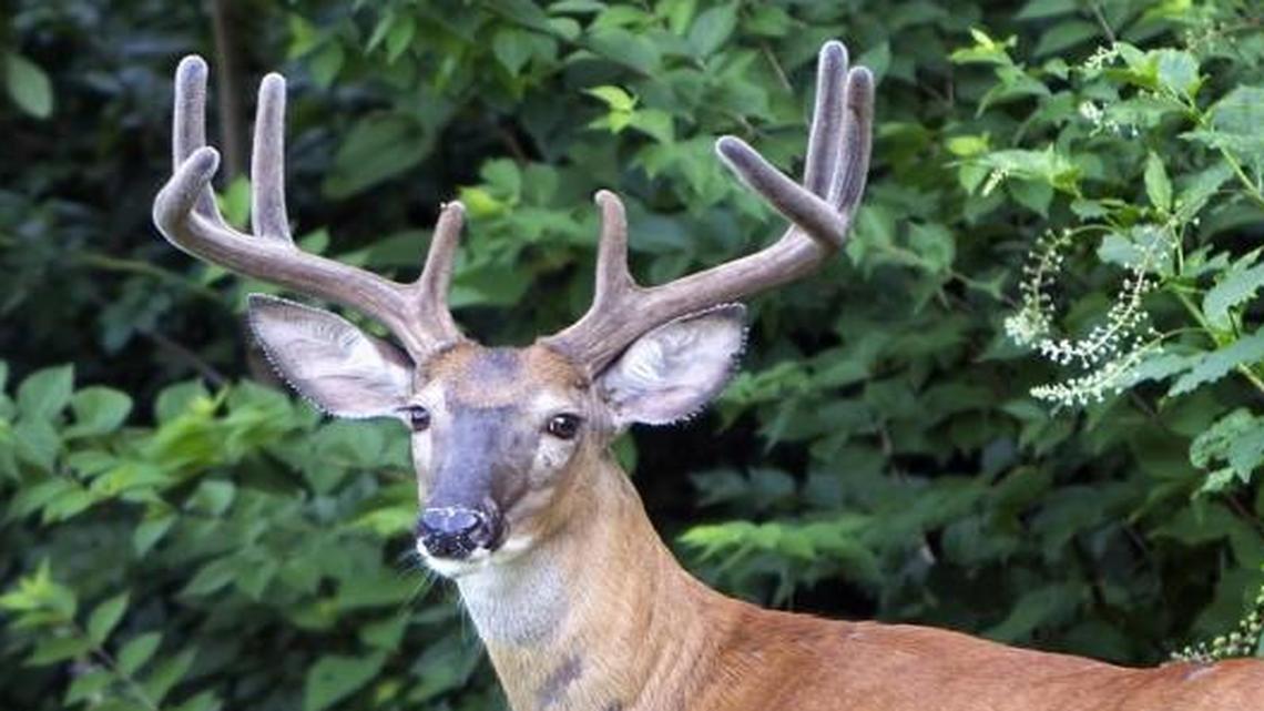 Come winter, we can expect a growing toll that deer antlers will take on local trees.