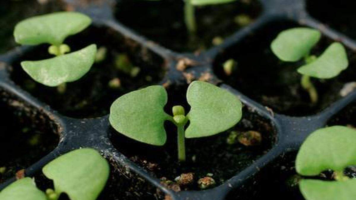 
Basil is a good plant to start from seed. 


