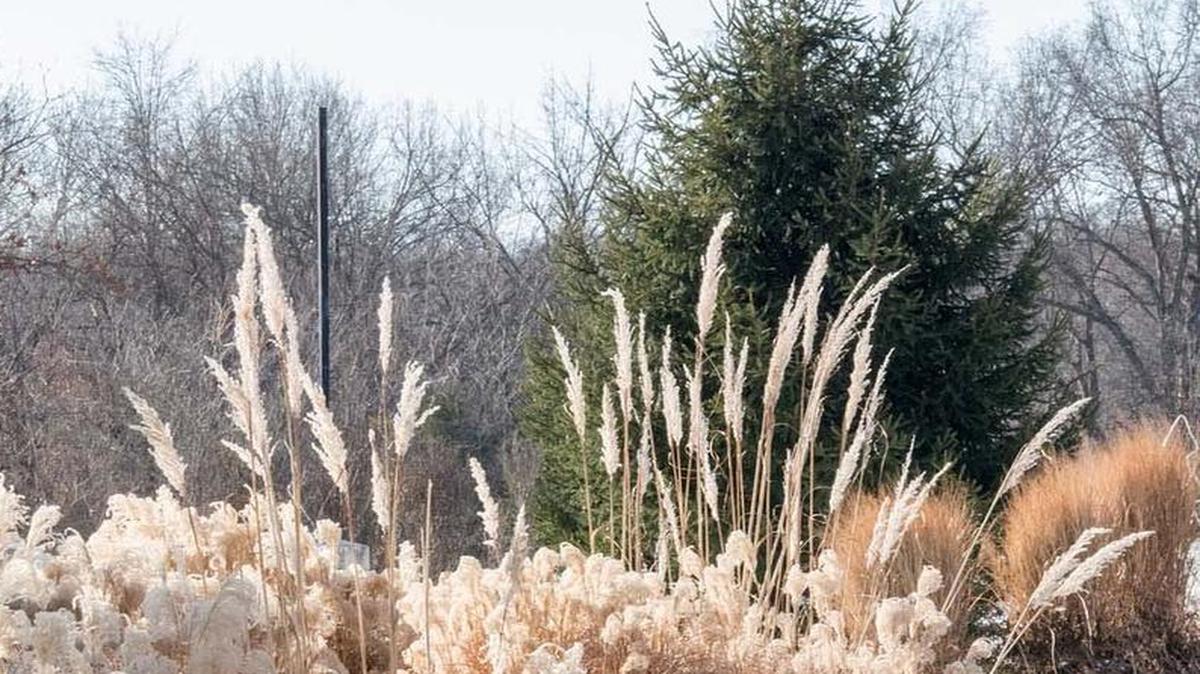 Evergreens and ornamental grasses serve as great “bones” for the landscape during winter months.