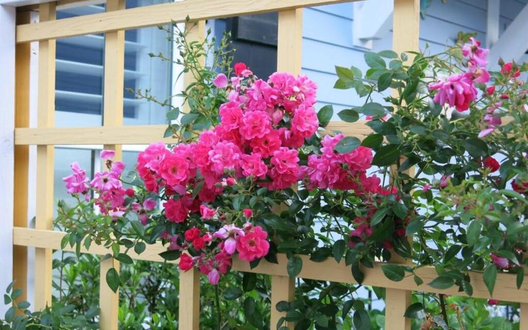 Clambering roses adorn both sides of a trellis in a small garden.