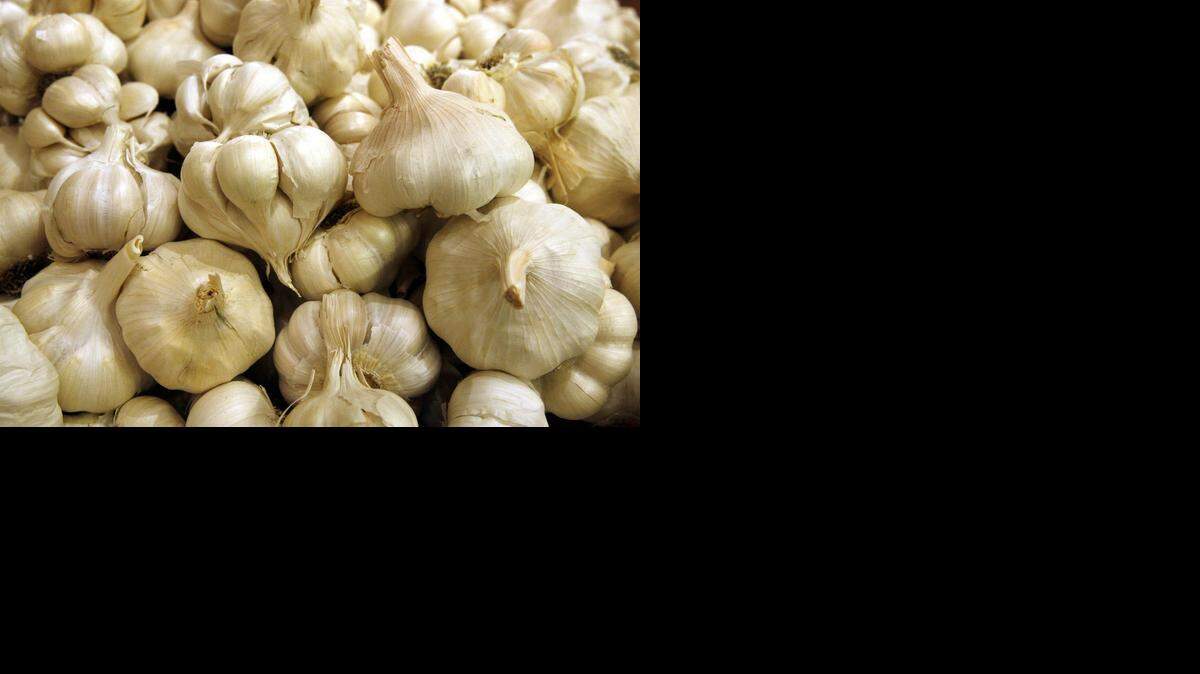 
When we think about planting spring’s daffodils, tulips and crocus, we think about planting bulbs in fall. Garlic isn’t any different; it’s planted in the fall as well.
