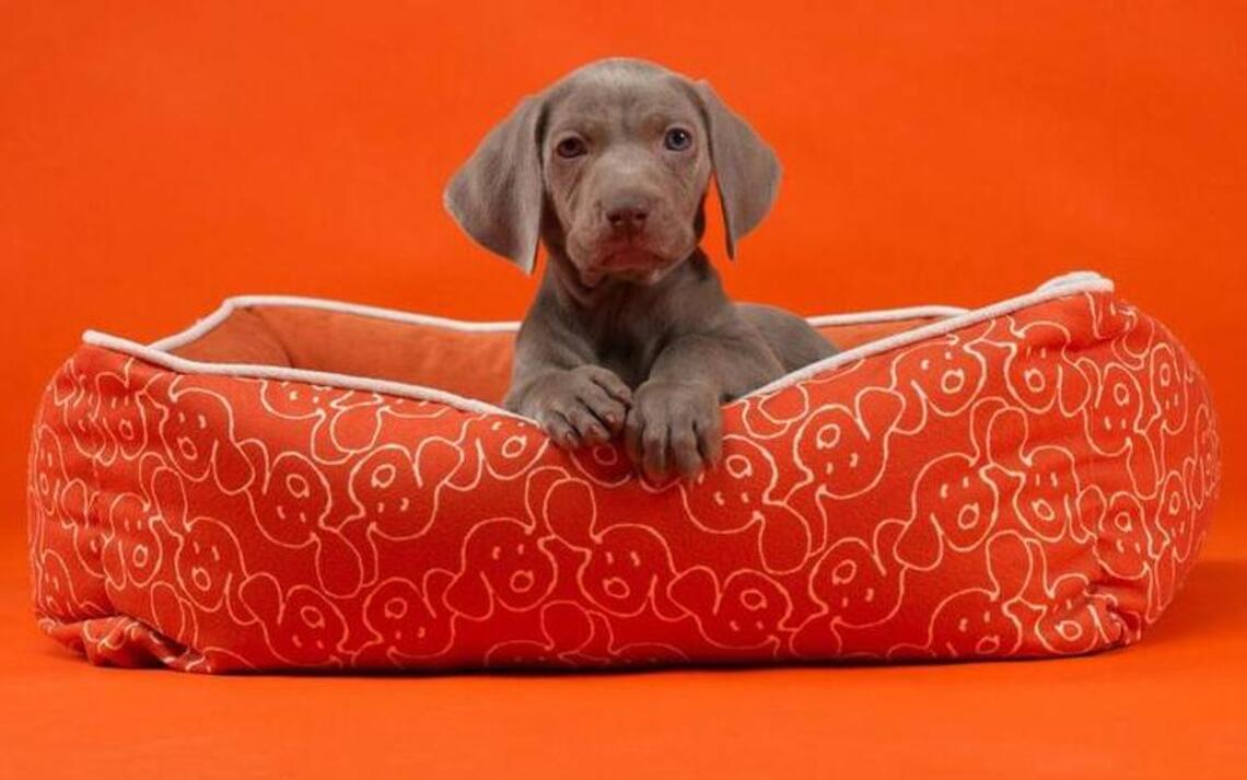 Pet accessories and decor go to the dogs with products that are practical and stylish