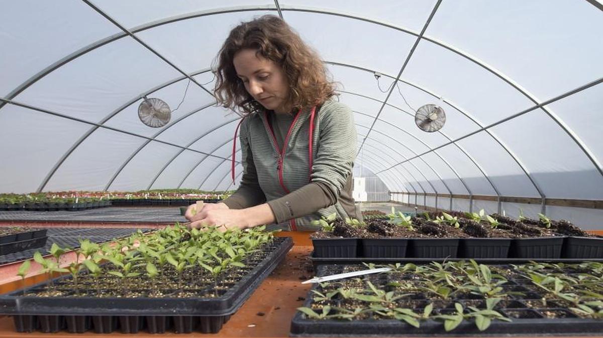 Robin Reuther transplants small pepper plants into larger containers in the greenhouse at the K-State Horticulture Research & Extension Center in Olathe. Reuther is trials manager at the facility, which tests flowers and vegetables for companies by giving them typical growing conditions that they’d experience in a Kansas City yard.