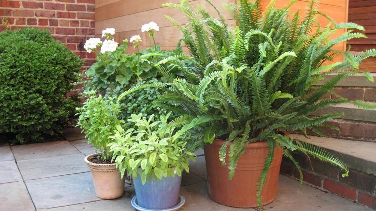 Flowerpots don’t have to be fancy, and the plants you fill them with need not be exclusive or expensive. Ferns, geraniums and herbs make a smart-looking grouping.