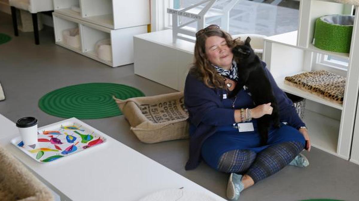 
A cat climbed onto a woman sitting on the floor at the Cat Town Cafe in Oakland, Calif. Following similar cafe concepts in Asia & Europe, the cafe has become America’s first permanent feline-friendly coffee shop.
