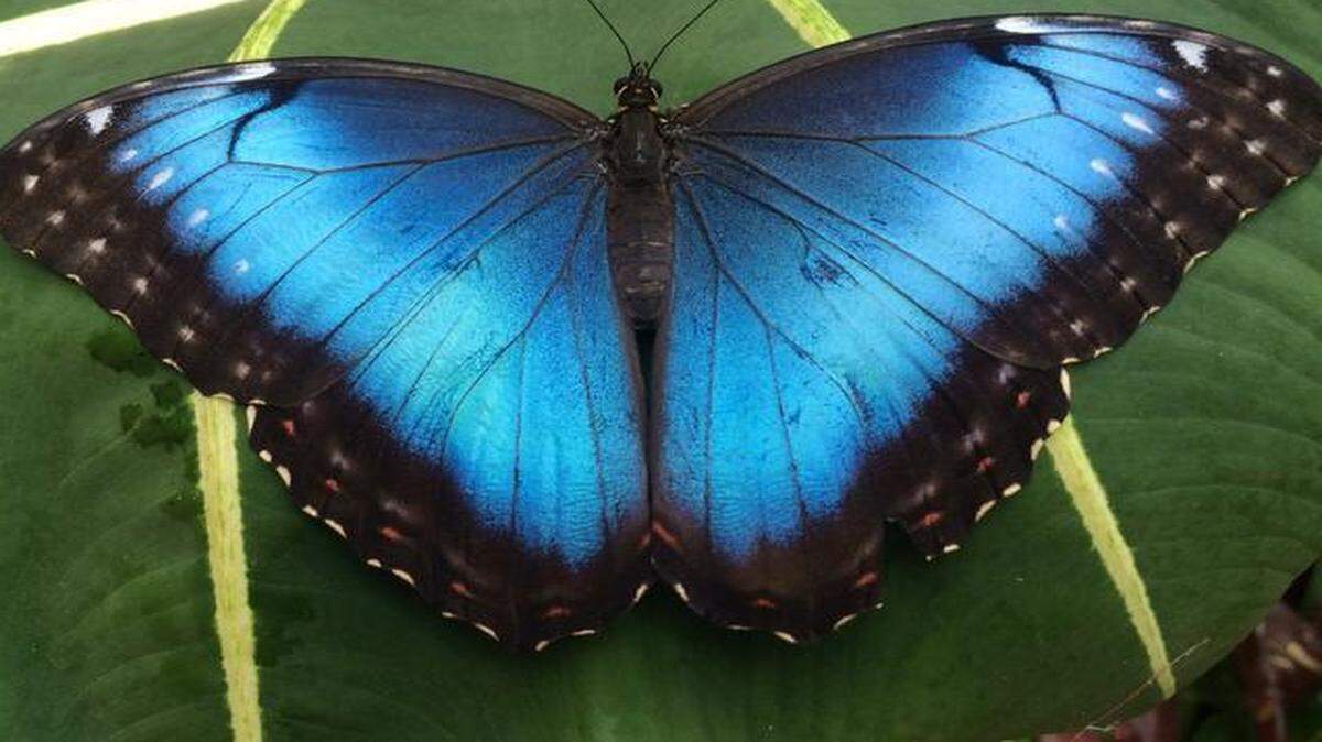 
Blue Morpho butterfly
