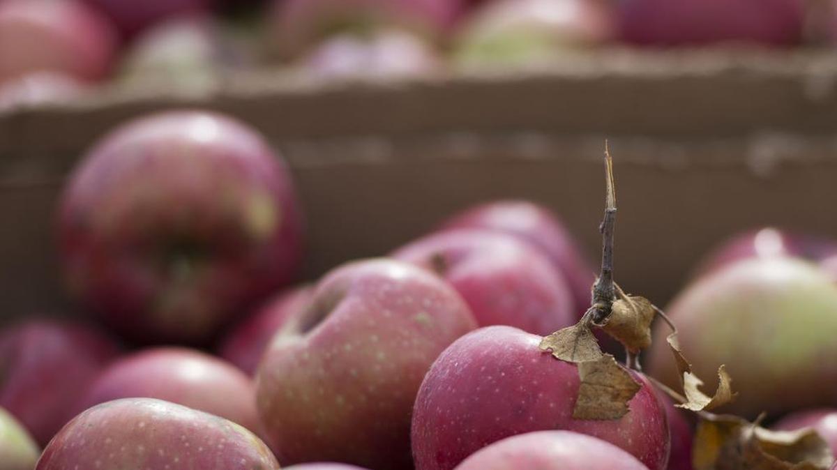 Applefest comes to downtown Weston Oct. 6 and 7.
