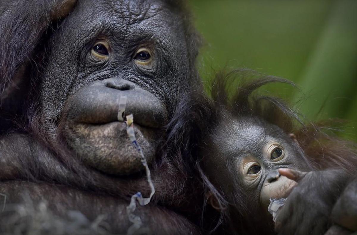 Baby orangutan Dusty doesn’t stray too far from his mother, Josie, but as he approaches his first birthday in May, he’s becoming more curious and independent. On this day, the two of them got to play with streamers.