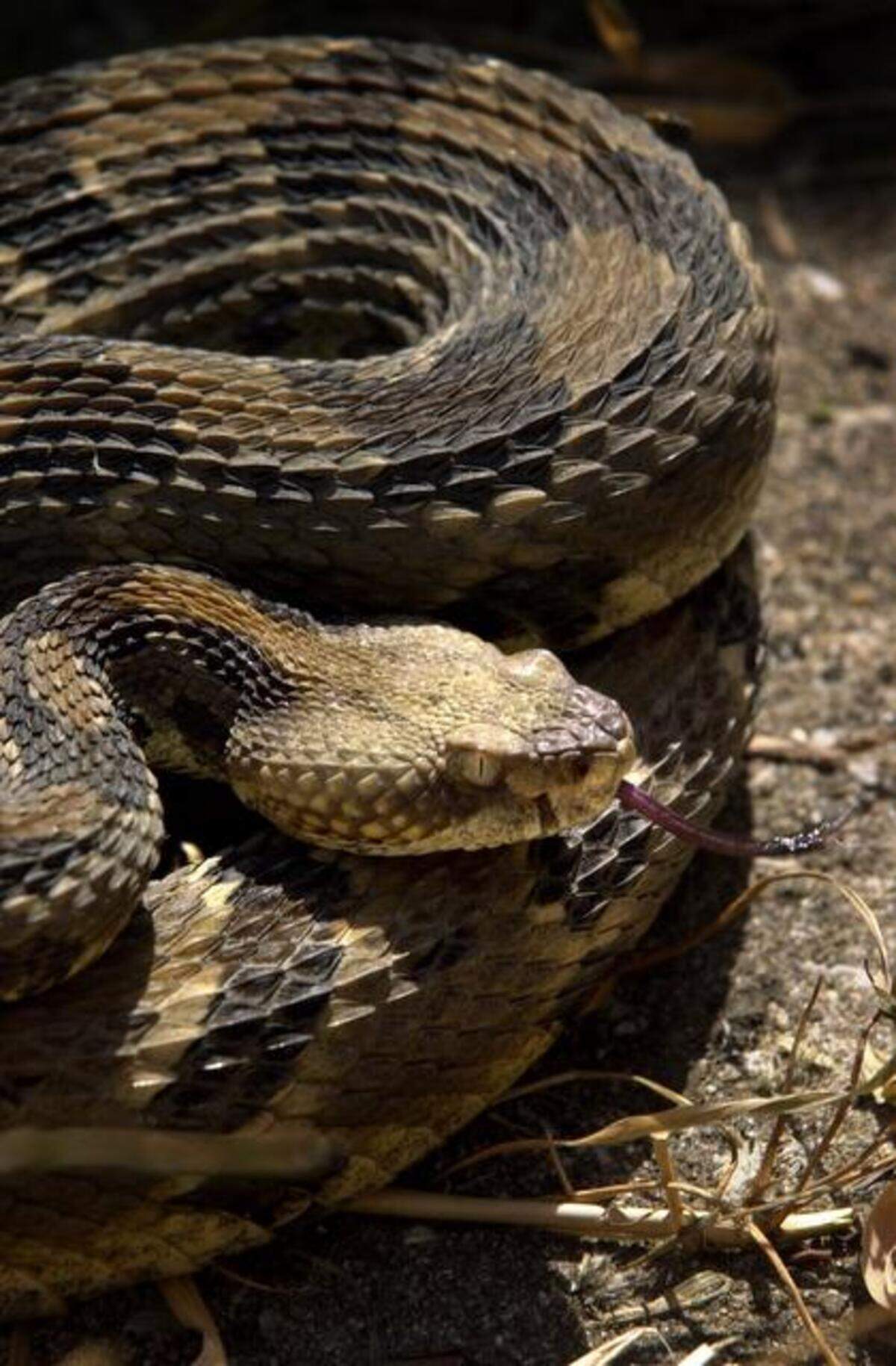 Timber rattlesnakes are less abundant than copperheads. “Just like everything else, (their) habitat is being destroyed. And depending on that, their populations decline. It all boils down to the space, and it’s being reduced every day,” Missouri Department of Conservation wildlife biologist Chris Cain said.