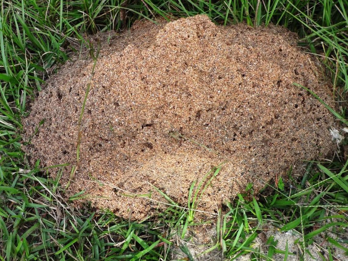 Thousands of fire ant abodes dot the south Georgia landscape. Visitors are not welcome.