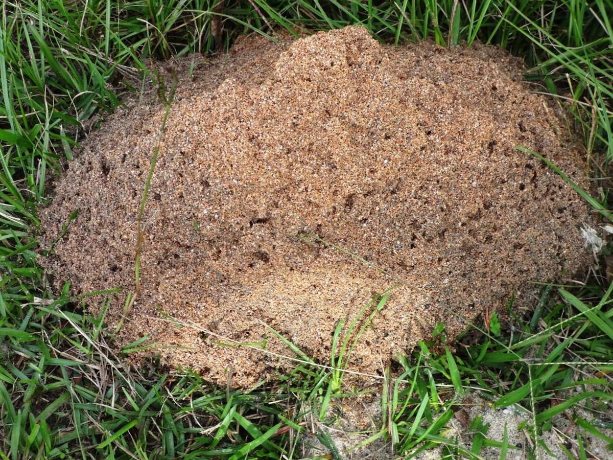 Thousands of fire ant abodes dot the south Georgia landscape. Visitors are not welcome.