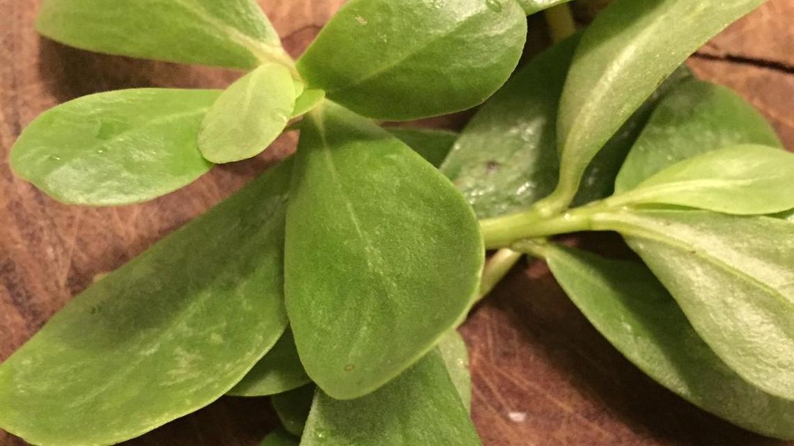 
Purslane leaves.
