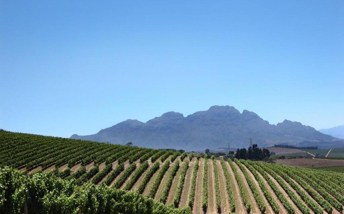 Vineyards in the South African region of Stellenbosch, producers of some of the country’s best red wines