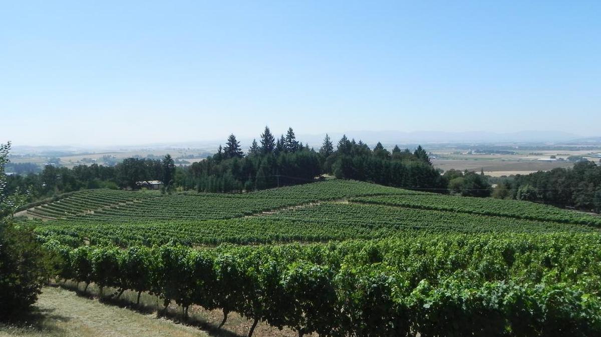 Vines spill down toward the Willamette Valley at Amity Vineyards in Amity, Ore. Oregon is home to some 500 wineries with a growing wine tourism industry and a reputation for good pinot noir.