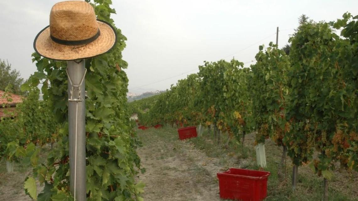 Winery in Italy’s Piedmont region.