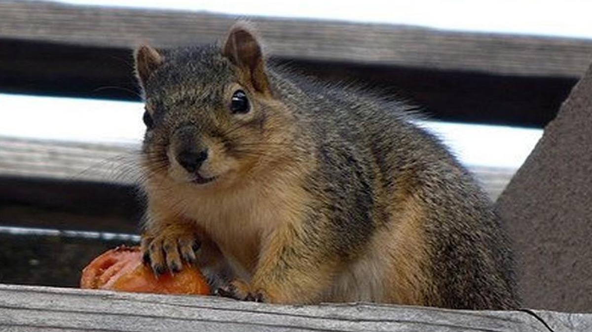 With a tagline like “Squirrel. It’s what’s for supper,” you know you’re in for something unique. And, that’s exactly what the 10,000 or so attendees will experience at the 10th annual World Champion Squirrel Cook-Off in Bentonville, Ark., on Saturday, Sept. 11.