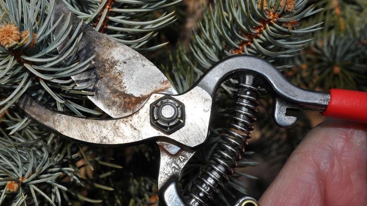 Bypass pruners have a sharp cutting blade that slides past a flat hook.
