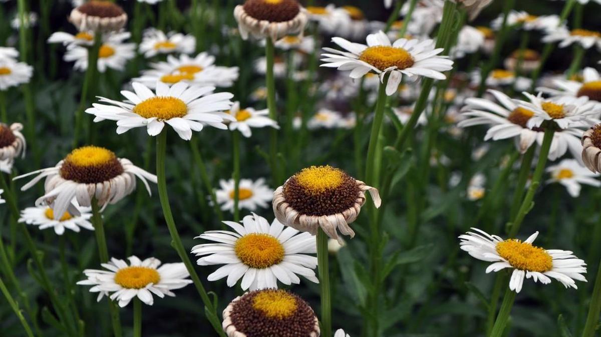 Shasta daisies.