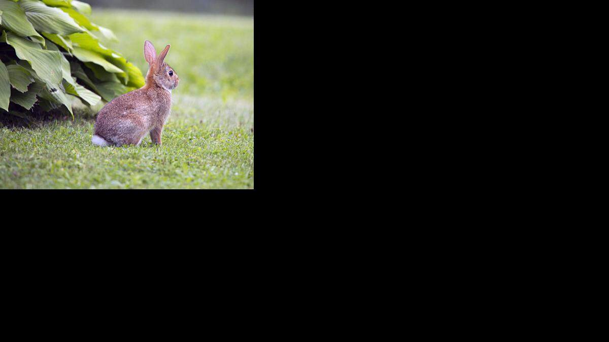 
Rabbits look cuddly, but they can be doing serious damage to your garden right now.
