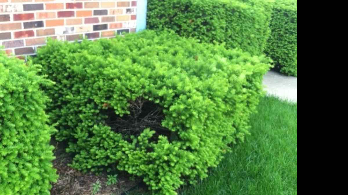 
Box-shaped shrub with a hole in it.
