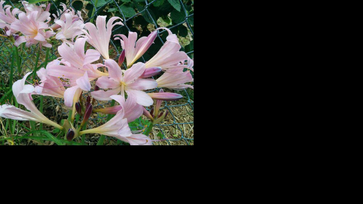 
What are these flowers?
