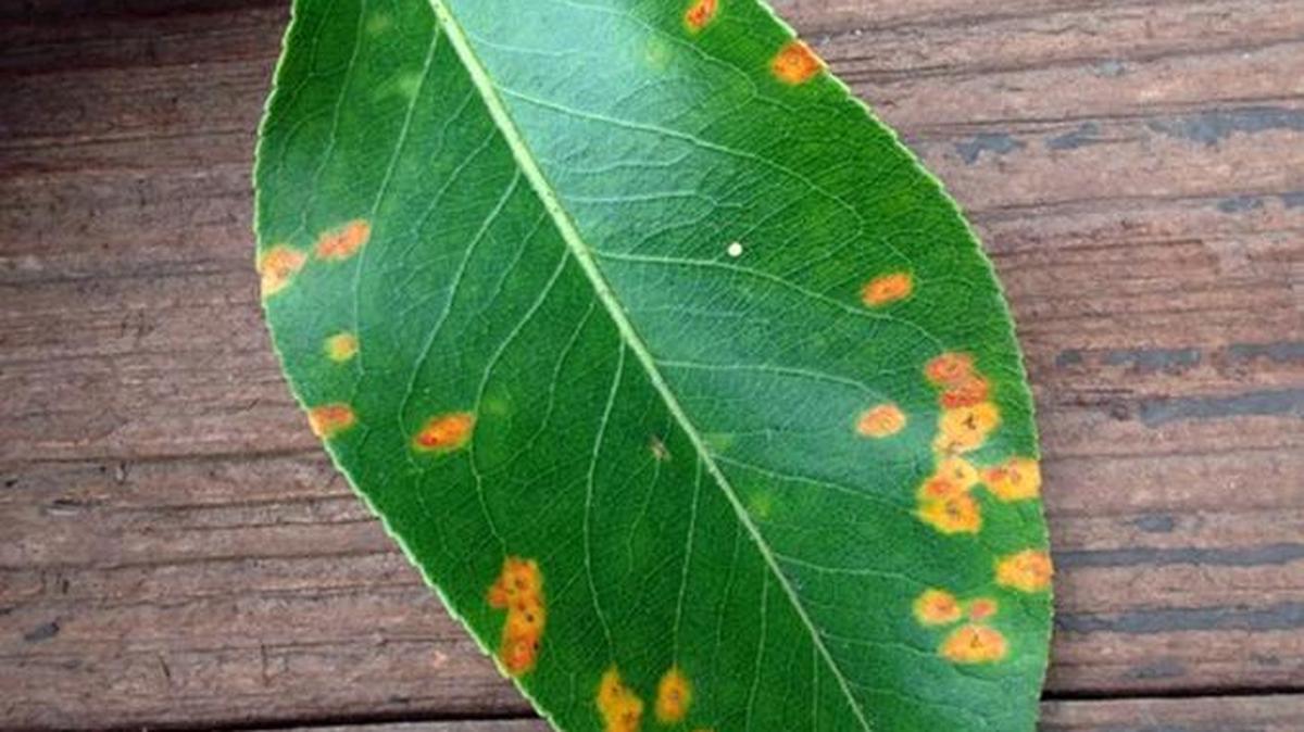 
Pear rust
