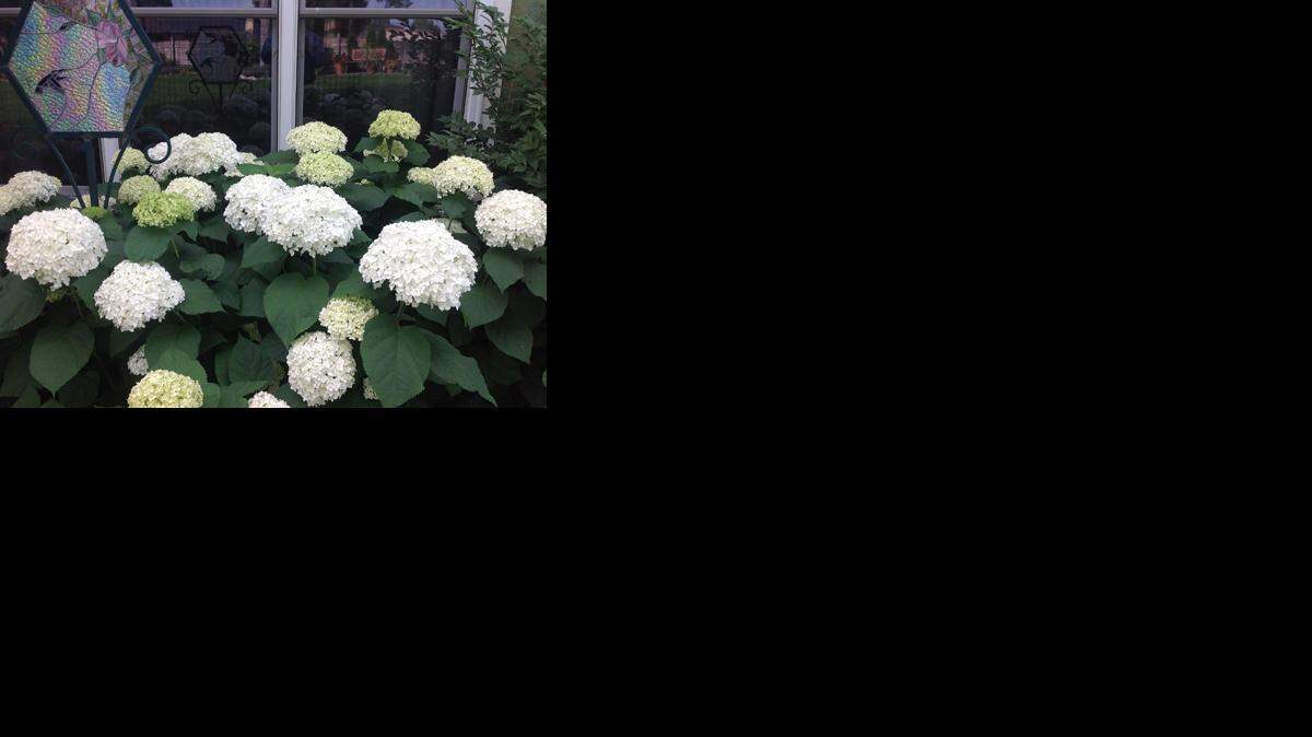 
Annabelle hydrangea -- A tried and true variety.
