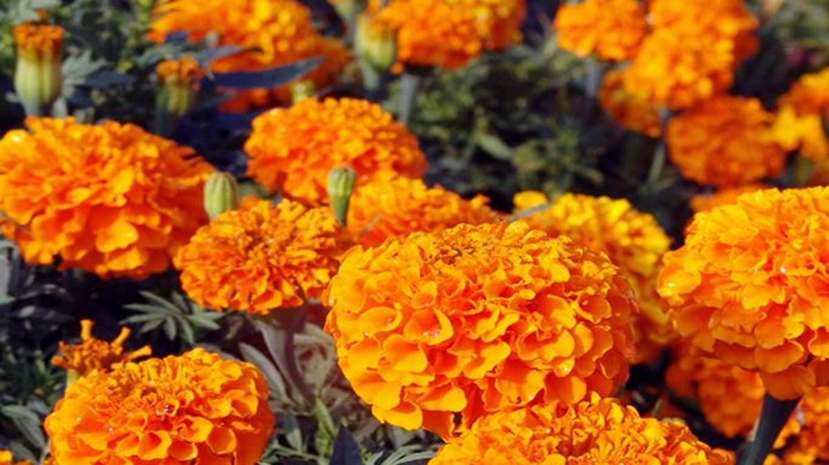 Marigolds