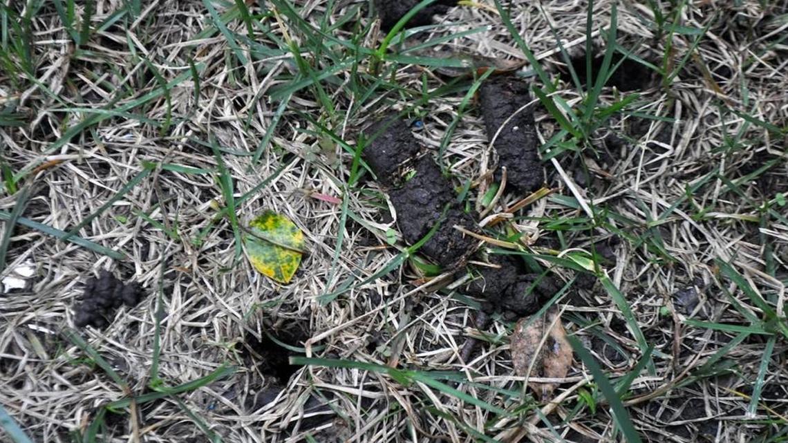 Core aeration leaves plugs of soil on your lawn that break down and help discourage thatch.