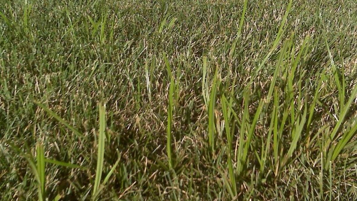 Nutsedge in a lawn.