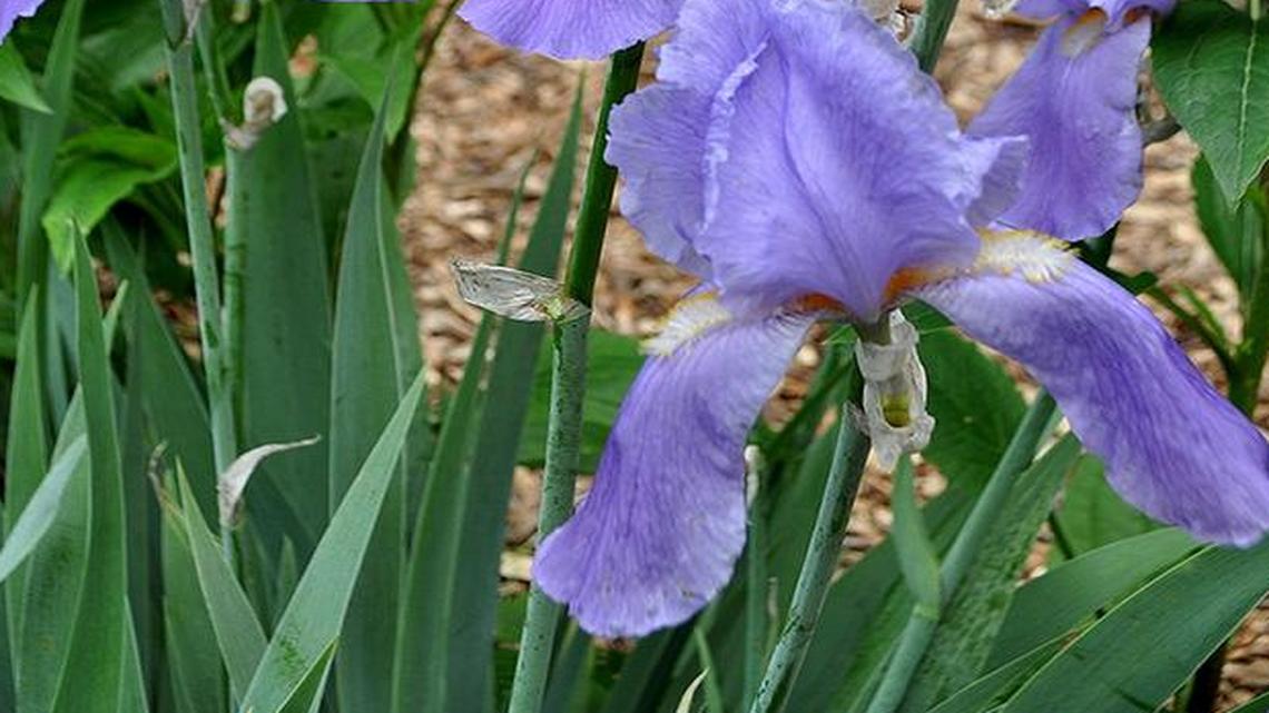 Iris should be divided about every three to five years.