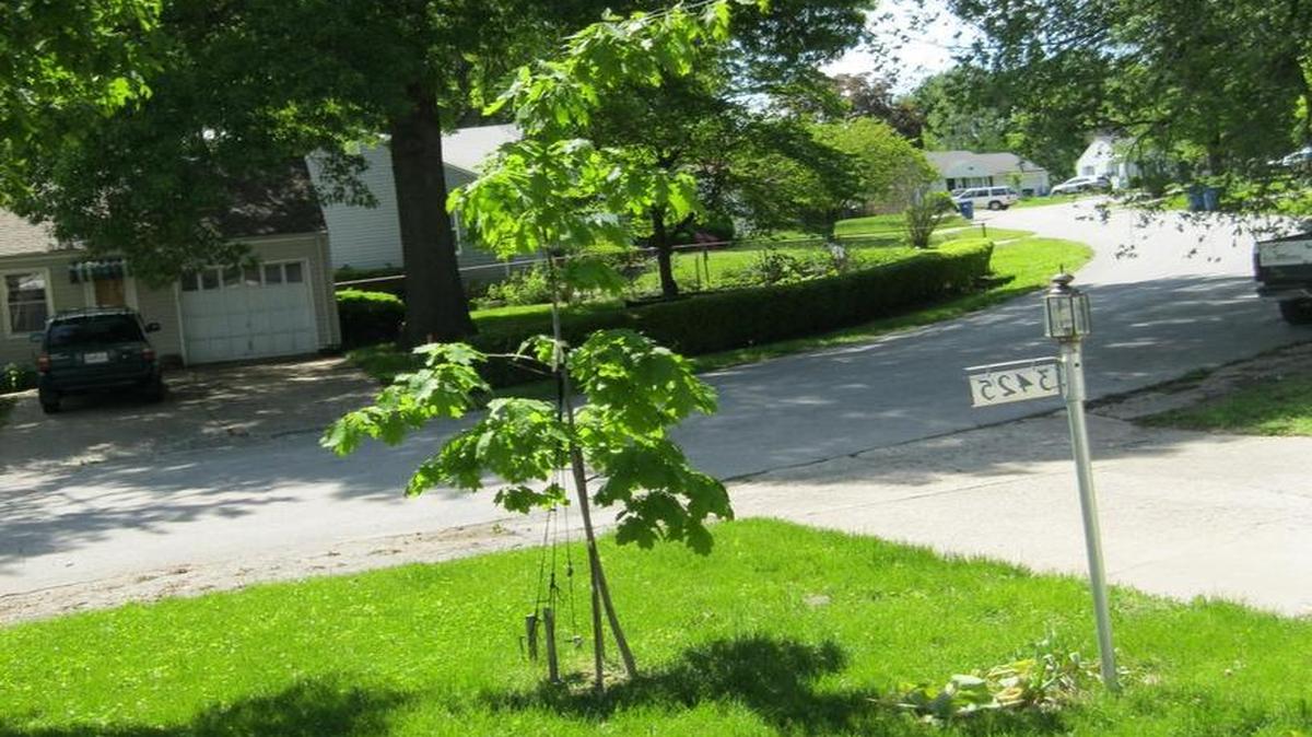 Red oak tree, bent over.