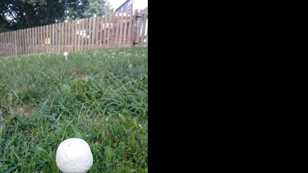 
New mushrooms in yard.

