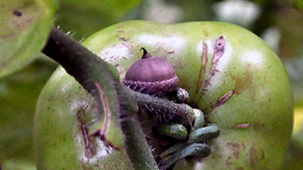 Clean up summer’s wilting and dead plants to reduce the spread of disease and bugs.