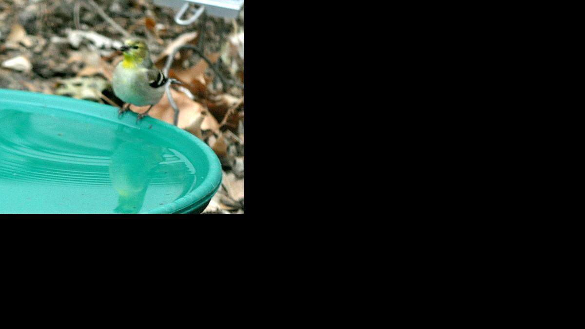 
Gold finch at bird bath
