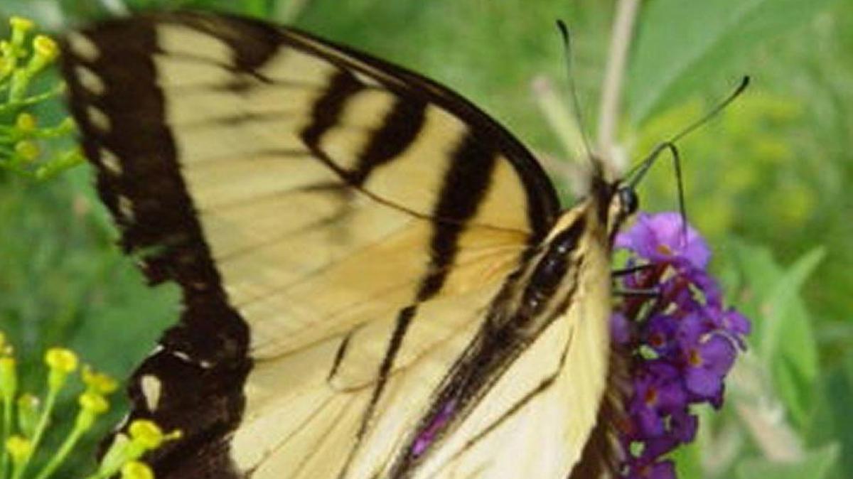 Planting pollinator-friendly flowers is just one step; butterflies such as this tiger swallowtail need protected places to overwinter in Kansas City.