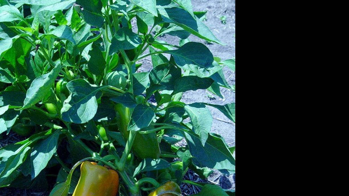 
Peppers.
