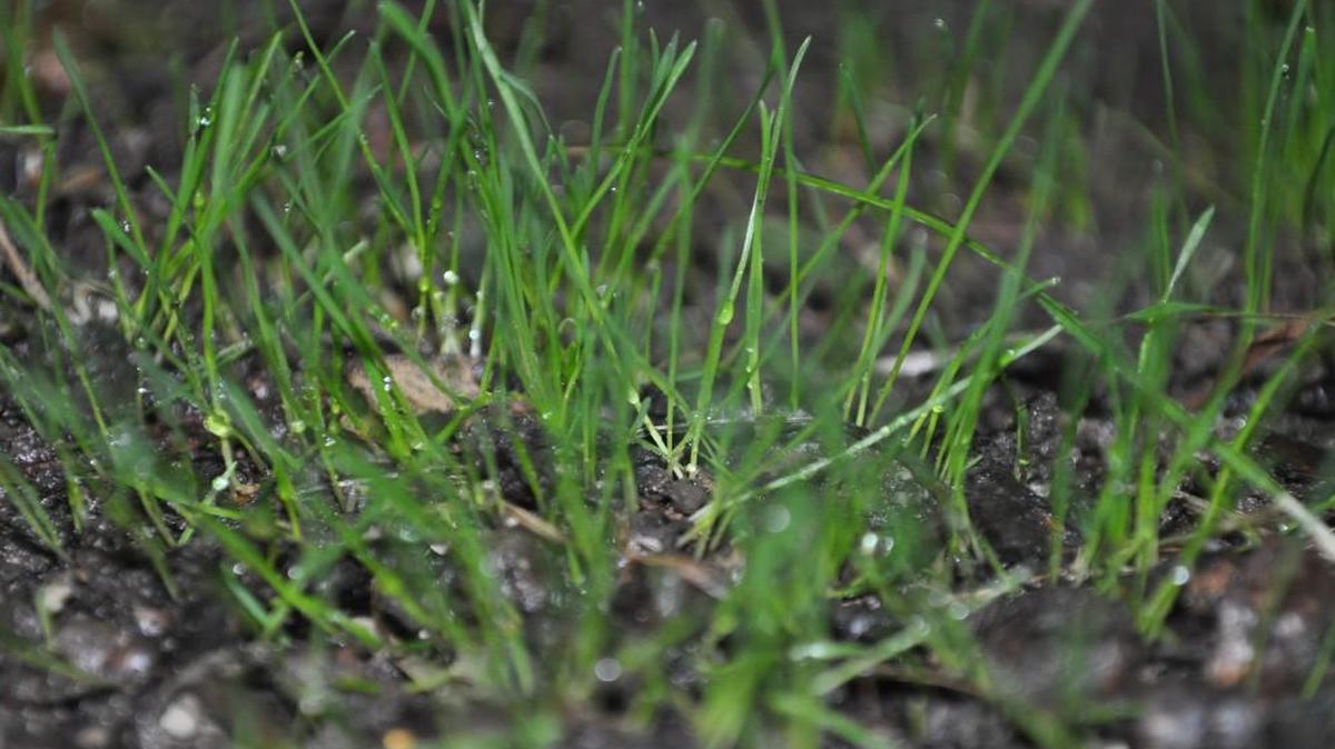 Seedling grass needs mowing, fertilizer and sun (so rake those leaves).