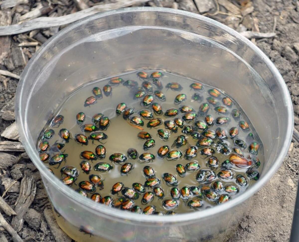 One way to control the beetles: Knock them into a bucket of soapy water.