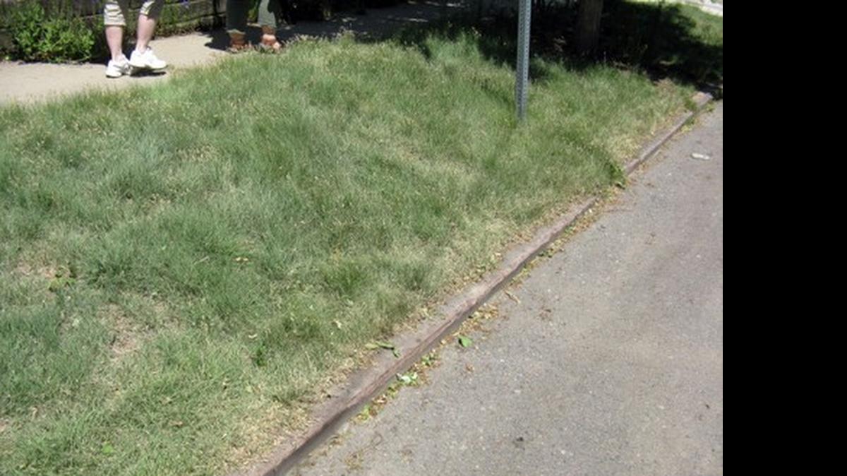 
Buffalo grass.
