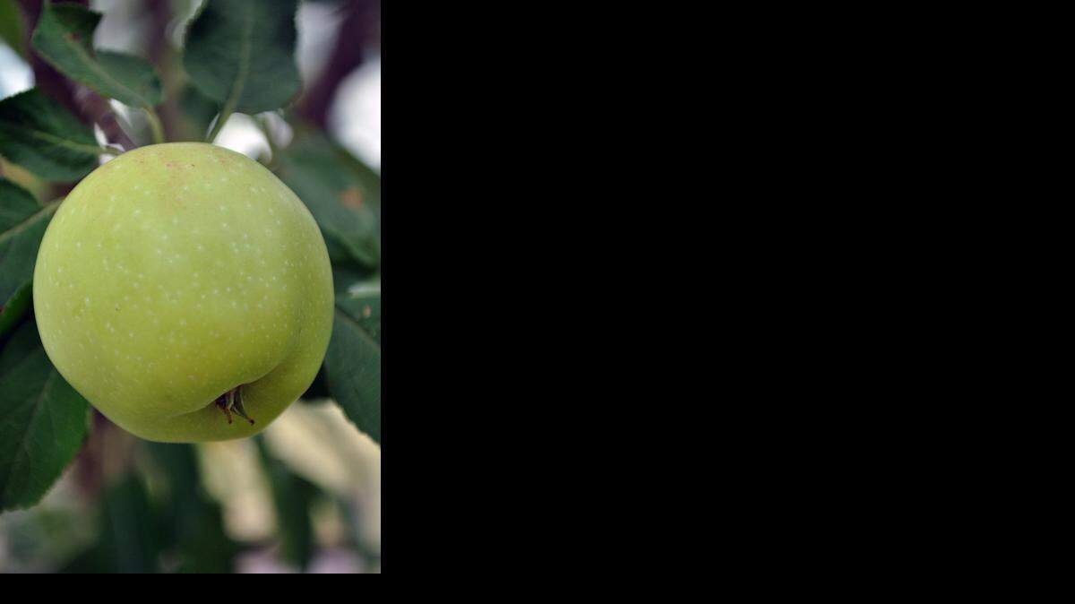 
Green apple
