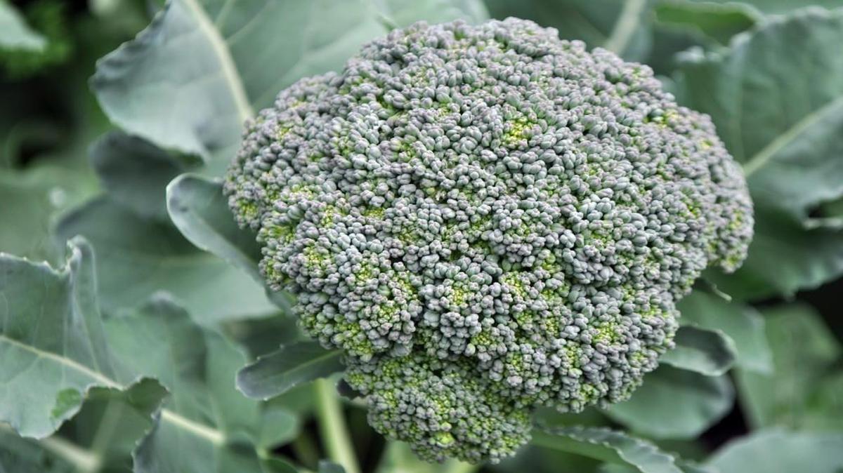 Vegetables such as broccoli, cabbage and cauliflower usually produce better crops in the fall than spring.