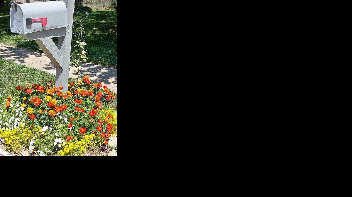 
Mail carrier’s delight
