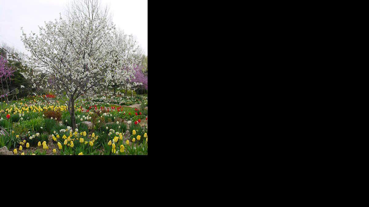 
Flowering pear tree

