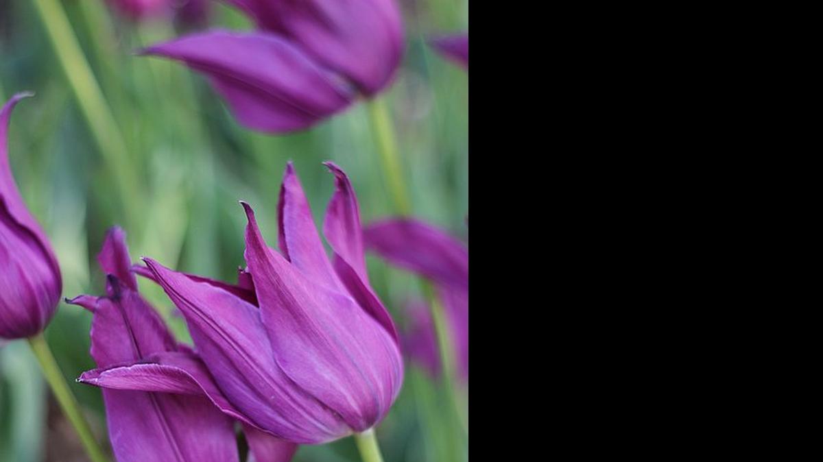 
Tulips embracing the wind
