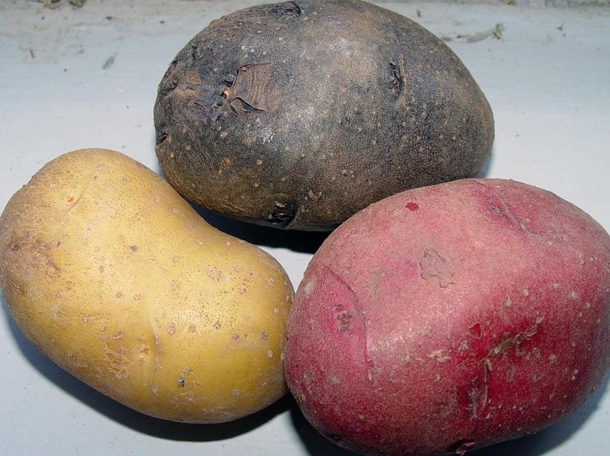 Gardeners have many varieties of potatoes to choose from.