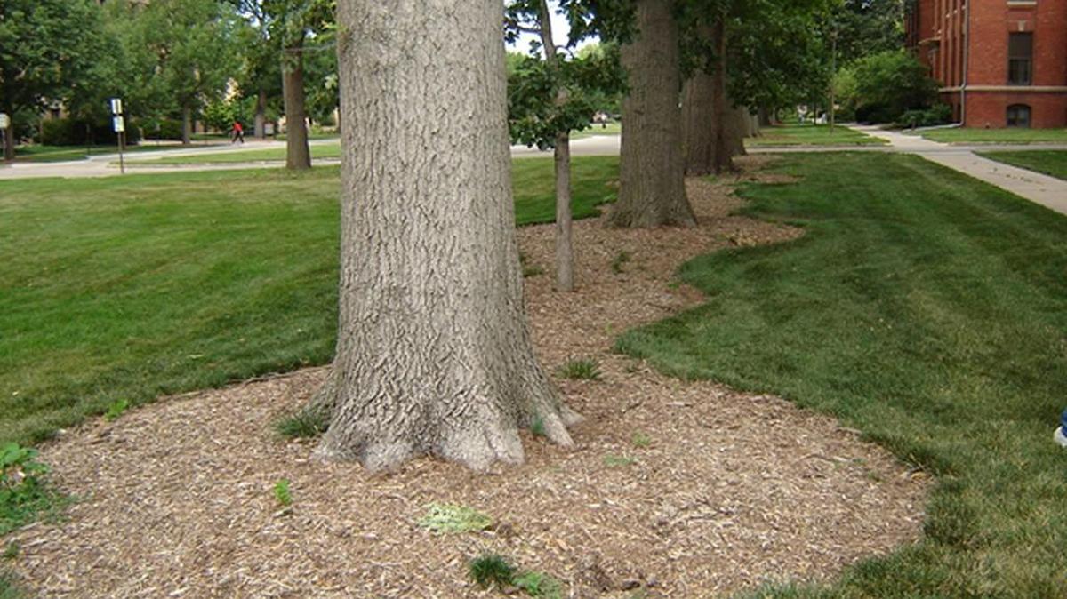 Group mulchings around trees.