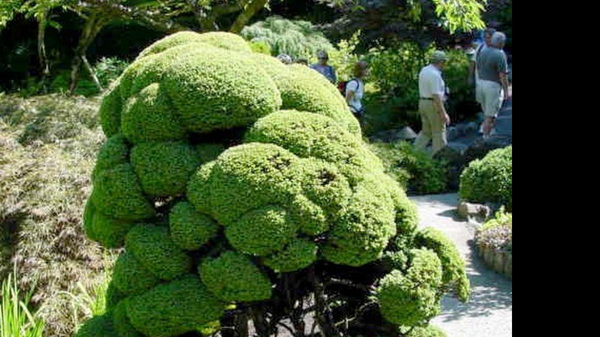 
Sheared juniper.
